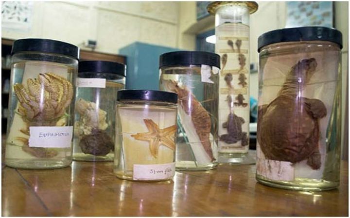 Preserved specimens, Zoology laboratory